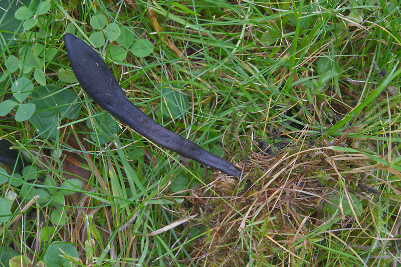 Geoglossum cookeianum